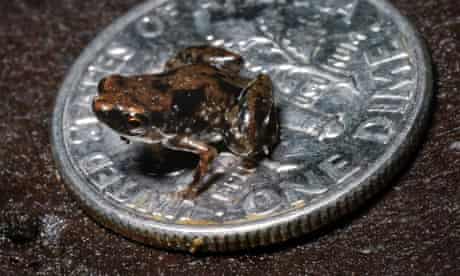 Tiny frog claimed as world's smallest vertebrate | Wildlife | The Guardian