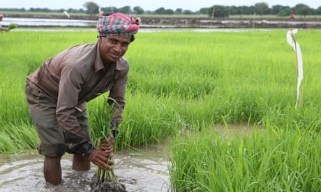 MDG : Landgrab in Gambella province of Ethiopia , An Indian worker transplants rice 