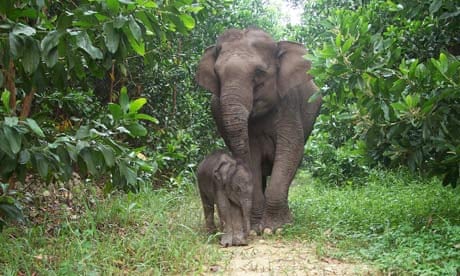 Sumatran Elephants, Riau, Sumatran Indonesia