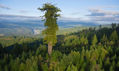 Big trees undre threat : old growth redwood forest remaining in Humboldt Redwoods State Park
