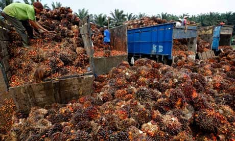 Damian blog  on Palm Fruit Plantation And Palm Oil Production