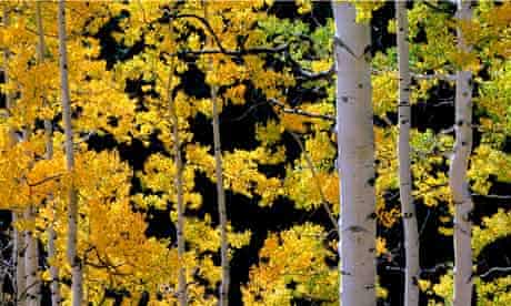 Country Diary : Back lit autumn colored aspen Populus tremuloides 