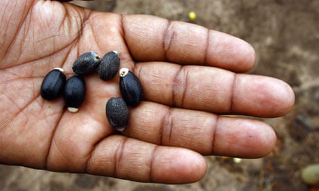 MDG A worker shows Jatropha seeds
