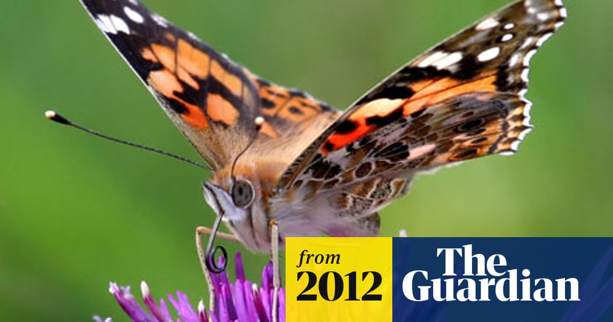 Experts Solve Mystery Of Painted Lady S Winter Disappearance