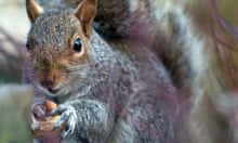 Black Death Study Lets Rats Off The Hook Animals The Guardian Black Death Study Lets Rats Off The Hook Animals The Guardian