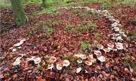 Country Diary archive : A large fairy ring of toadstools in the woodland floor 