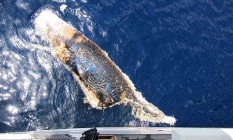 A dead sperm whale in the Gulf of Mexico seven weeks after BP Deepwater Horizon oil spill