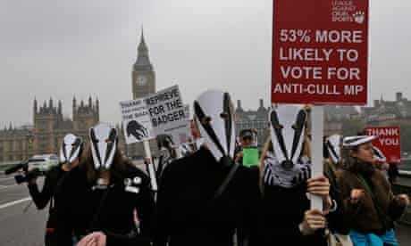 Backdropped by the Houses of Parliament protest against the British government badger cull 