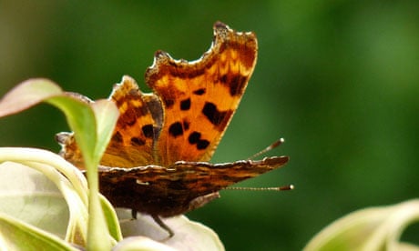 Comma Uk Insect Insect life bursts from the shadows for a one-last-time party ...