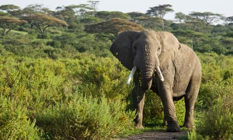 Elephant walking in Ngorongoro Conservation Area, Serengeti National Park, Tanzania