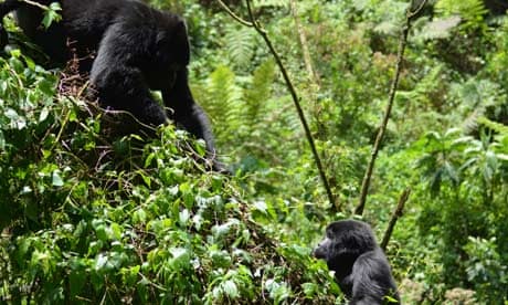 Mountain gorillas Uganda’s Bwindi Impenetrable National Park census