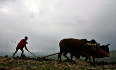 MDG : Ethiopia : Small farmer uses cows to plough