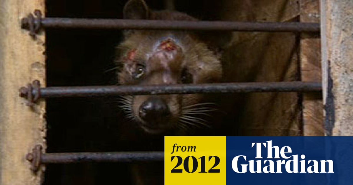 does cigarettes contain civet cat absolute World's most expensive coffee tainted by 'horrific' civet abuse | Food does cigarettes contain civet cat absolute World's most expensive coffee tainted by 'horrific' civet abuse | Food