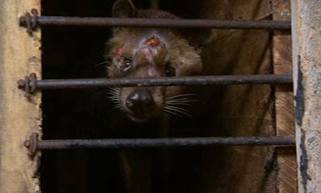 World's most expensive coffee tainted by 'horrific' civet abuse | Food |  The Guardian