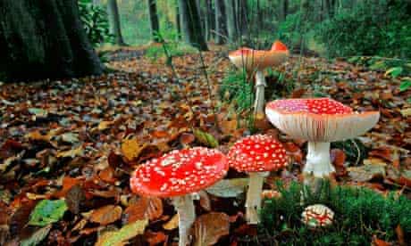 Country Diary : Fly agaric mushroom
