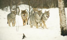 How Wolves Change Rivers - video | Science | The Guardian