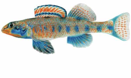 Etheostoma obama, a new species described by Mayden and Layman