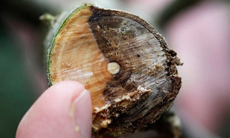 Ash Dieback Ash Dieback