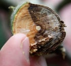 Ash tree infected with Chalara dieback near Framlingham