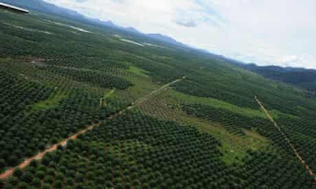 MDG : Indonesia : Biofuel and  huge palm oil concession area