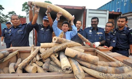 Malaysian customs officers pose as they display elephant tusks in Kuala Lumpur, Malaysia