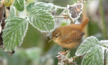 Country Diary : Wren in frosted bramble bush