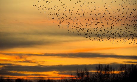 Capture winter flocks in flight, Birds