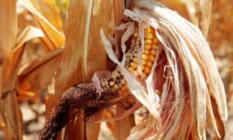 MDG : Food price : Corn plants are seen in a drought-stricken farm field near Evansville, Indiana