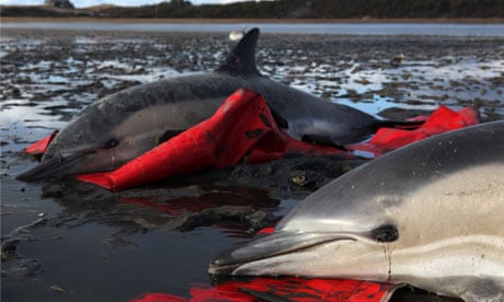 dolphins stranded in Cape Cod