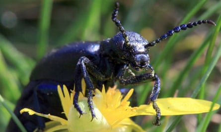 Warning Over Fab Four Oil Beetles Insects The Guardian