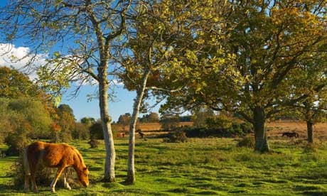 Damian blog on common land : wild ponies, autumn in the New Forest, Hampshire
