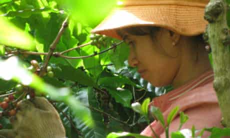 MDG : Sustainable coffee in Vietnam