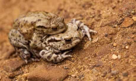 Country Diary : Male and female Common Toads 