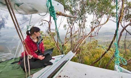 Miranda Gibson in her tree-top home looks over rainforest in Tasmania.