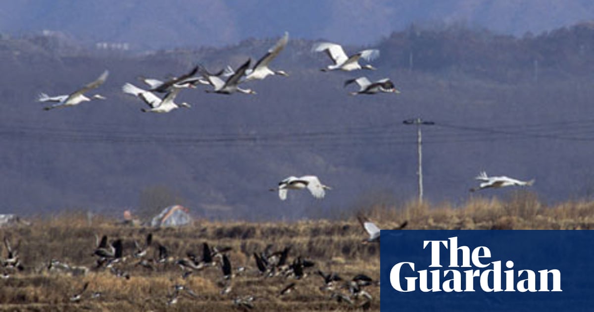 How wildlife is thriving in the Korean peninsula's demilitarised zone |  Environment | The Guardian