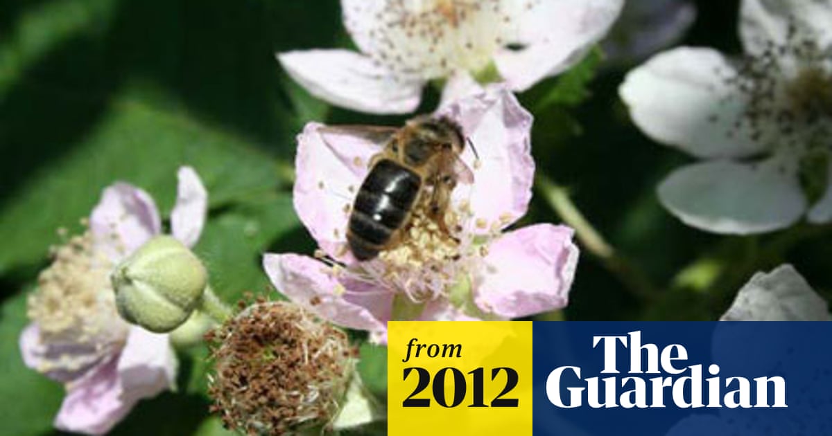 Black Honeybees Rediscovered In Britain Bees The Guardian