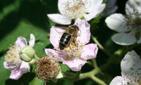 British black bee 