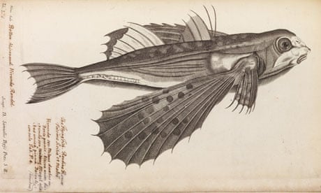 The Royal Society : engraving of a flying fish from Historia Piscium
