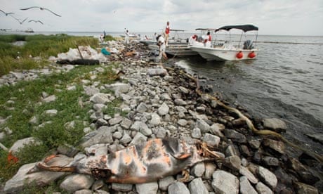 Deepwater Horizon oil spill cost : A dead dolphin marked with spray paint