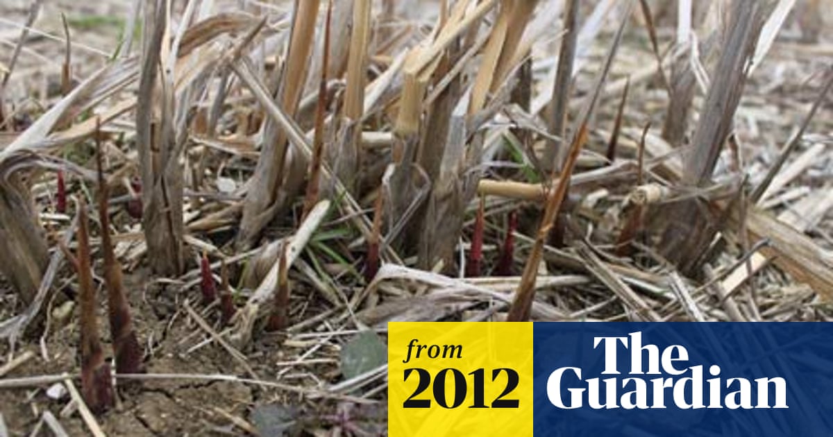 The lek of love for dung flies | Insects | The Guardian