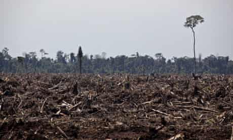 deforestation in Sumatra
