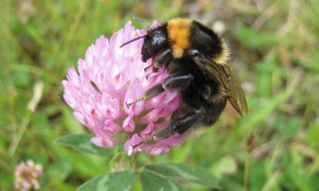 Short-haired bumblebee, Bombus subterraneus, foraging on a flower