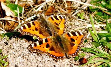 The beautiful madness of the butterflies' dance | Butterflies | The Guardian The beautiful madness of the butterflies' dance | Butterflies | The Guardian