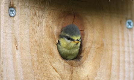 Country Diary : Blue Tit emerging from nest box