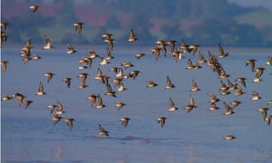 Leo Blog : A mixed flock of wading birdsover the Severn estuary