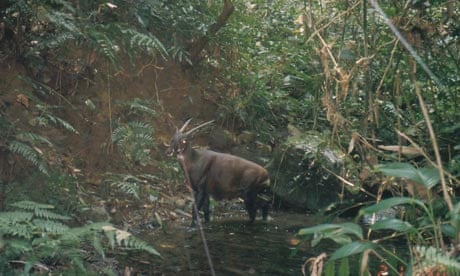 Wild saola caught on a camera-trapped in Bolikhamxay Province, central Laos