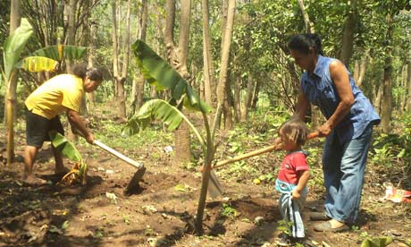 MDG : El Salvador : Energy Forests, the Feminine Art of Reforesting, planting plantain seedlings