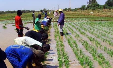 MDG : China in Africa : Rice seeding transplant training with Chinese agricultural experts , Senegal
