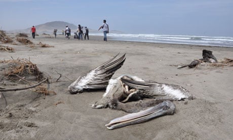 The carcass of a pelican is seen washed ashore at the beach of Port Eten in Peru