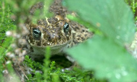 Country Diary : Natterjack toad Bufo Calamita found in dune slacks around the coast of Britain